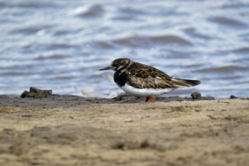 Midsummer migrating waders, onward journeys, returning or given up?